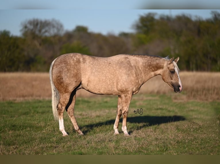 Quarter horse américain Hongre 7 Ans 150 cm Palomino in Waco, TX