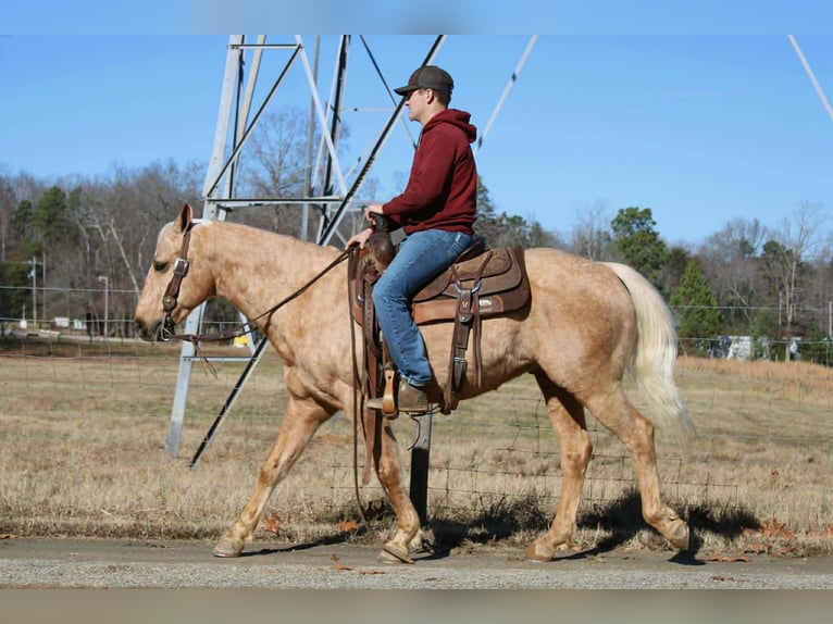 Quarter horse américain Hongre 7 Ans 150 cm Palomino in Cherryville