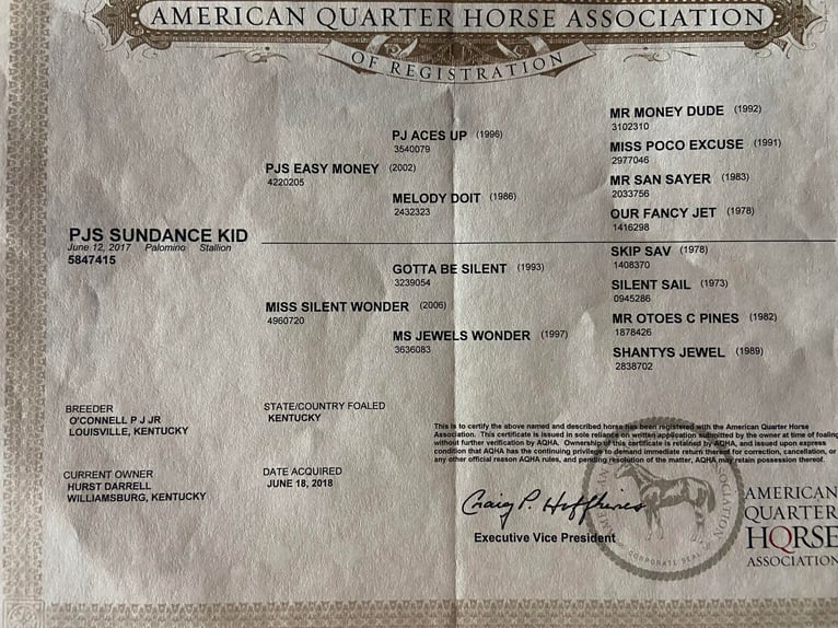 Quarter horse américain Hongre 7 Ans 150 cm Palomino in Flemingsburg Ky