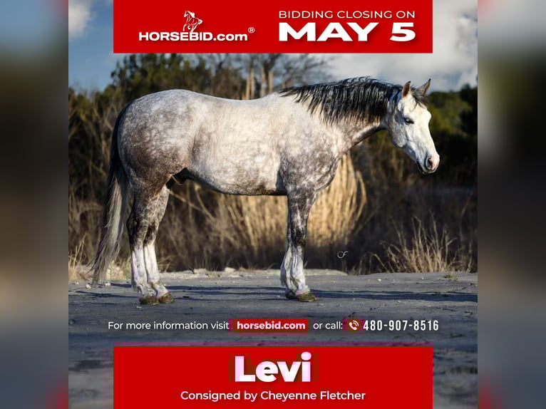Quarter horse américain Hongre 7 Ans 150 cm in Amarillo, TX
