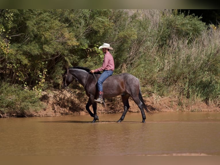Quarter horse américain Hongre 7 Ans 150 cm Roan-Bay in Canyon, TX