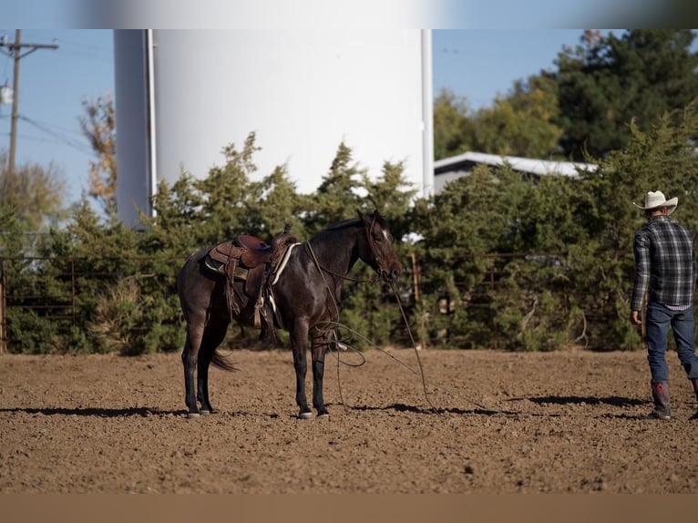 Quarter horse américain Hongre 7 Ans 150 cm Roan-Bay in Canyon, TX
