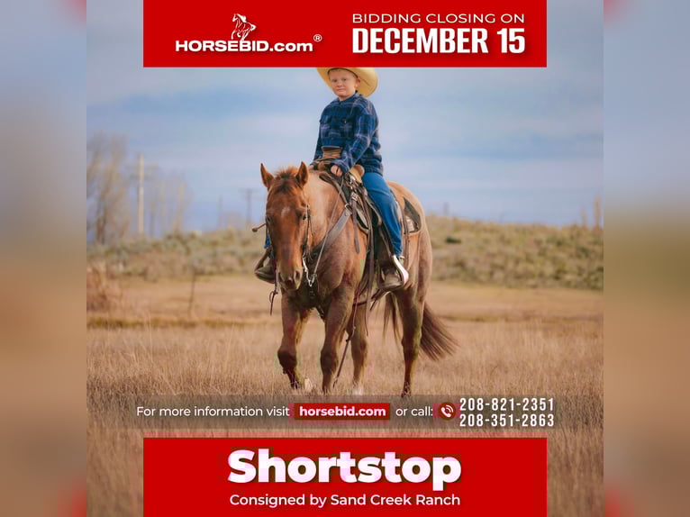 Quarter horse américain Hongre 7 Ans 150 cm Rouan Rouge in Saint Anthony