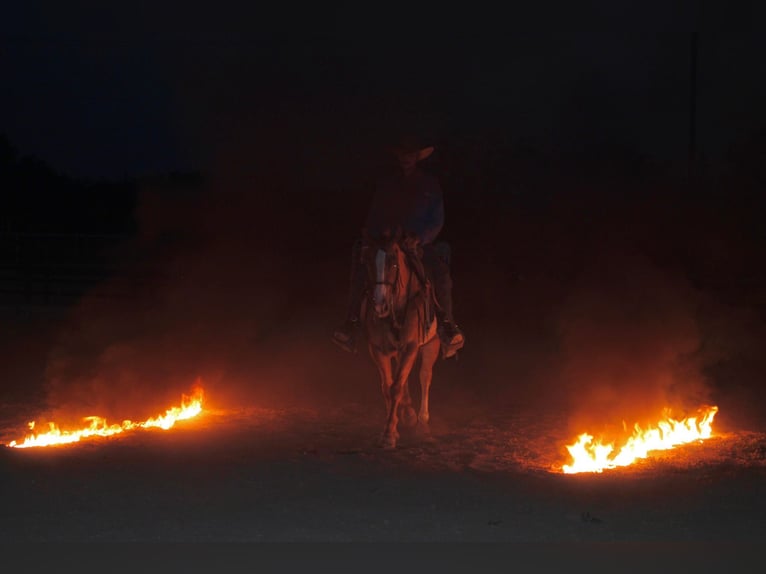 Quarter horse américain Hongre 7 Ans 150 cm Rouan Rouge in Breckenridge, TX