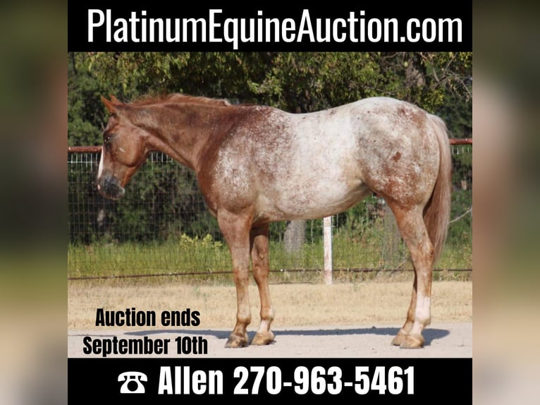 Quarter horse américain Hongre 7 Ans 150 cm Rouan Rouge in Breckenridge, TX