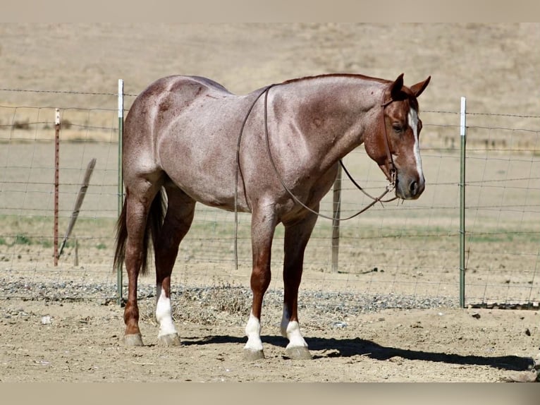 Quarter horse américain Hongre 7 Ans 150 cm Rouan Rouge in Paicines CA