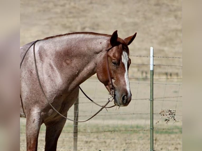 Quarter horse américain Hongre 7 Ans 150 cm Rouan Rouge in Paicines CA
