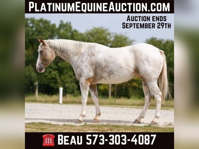 Quarter horse américain Hongre 7 Ans 150 cm Rouan Rouge in Sweet Springs MO