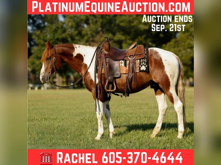 Quarter horse américain Hongre 7 Ans 150 cm Tobiano-toutes couleurs in Rusk TX