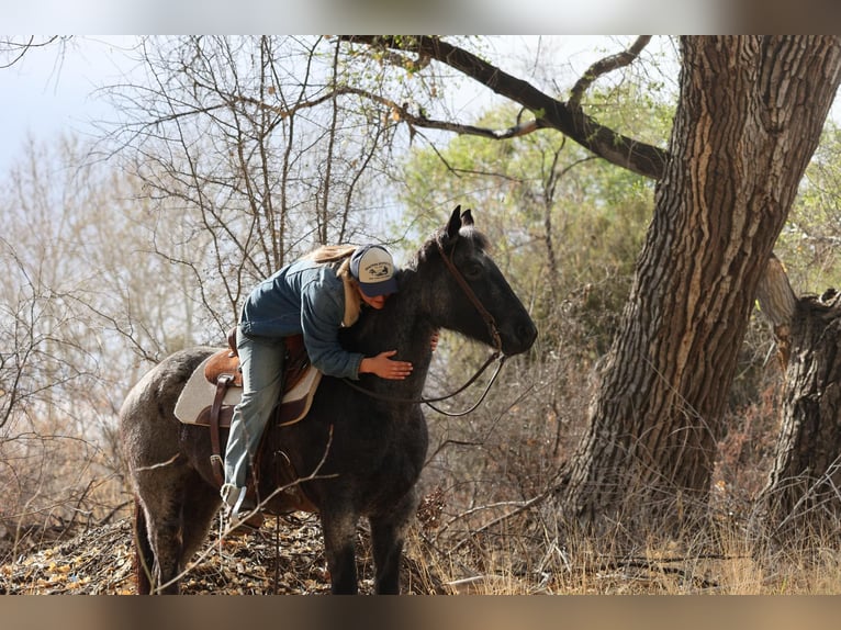 Quarter horse américain Hongre 7 Ans 150 cm in Camp Verde AZ