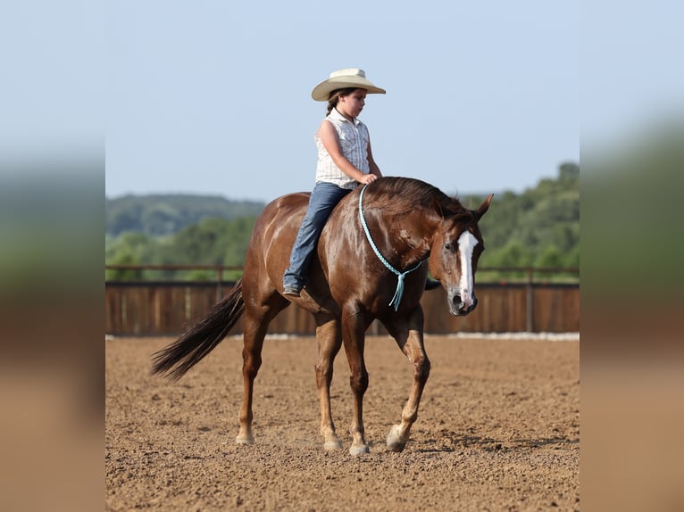 Quarter horse américain Hongre 7 Ans 152 cm Alezan brûlé in Buffalo