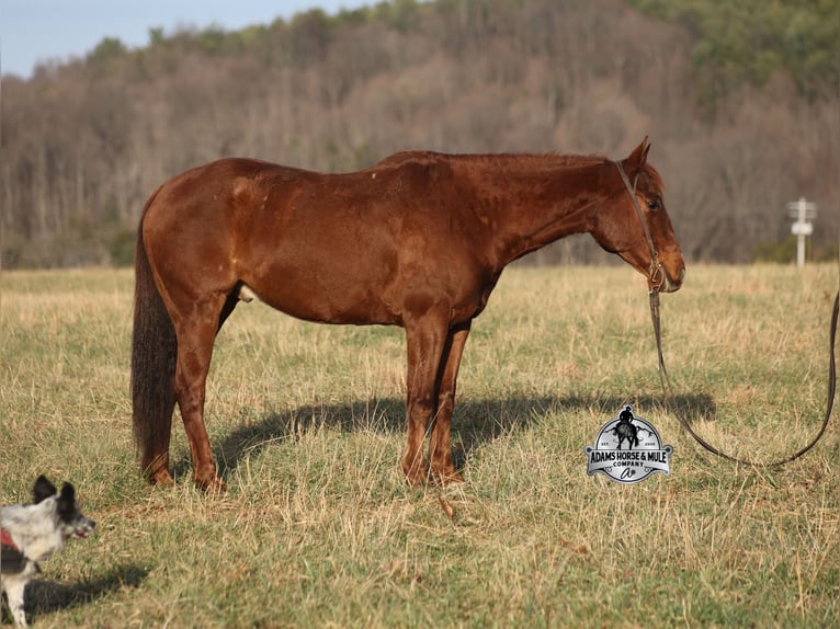 Quarter horse américain Hongre 7 Ans 152 cm Alezan brûlé in Mount Vernon