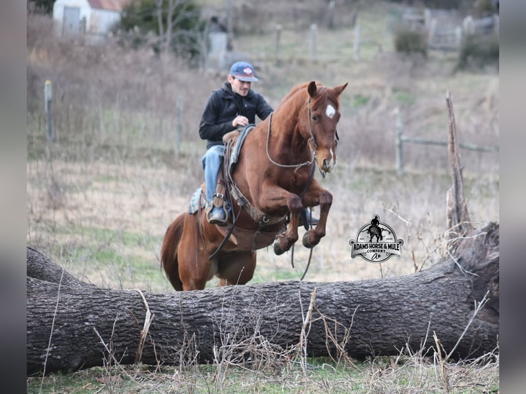 Quarter horse américain Hongre 7 Ans 152 cm Alezan brûlé in Mount Vernon