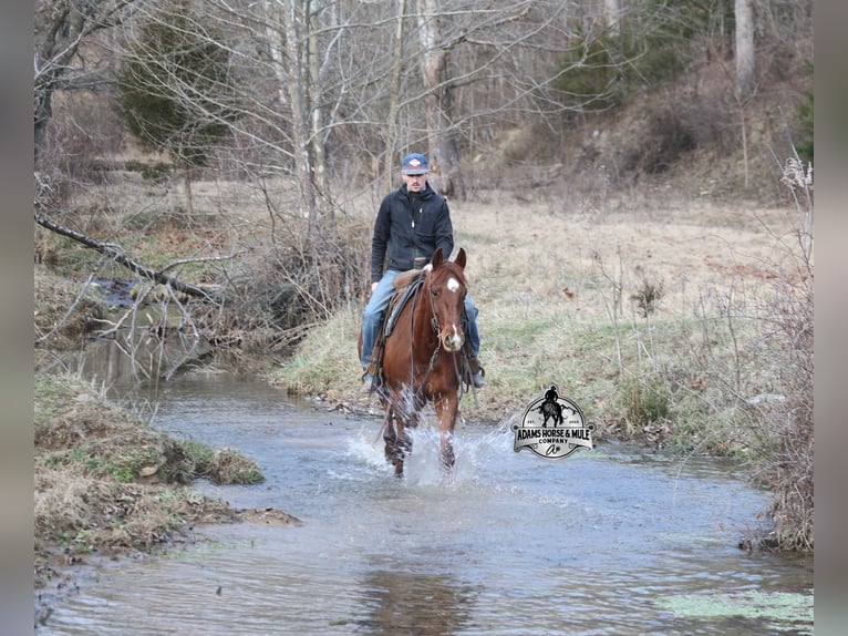 Quarter horse américain Hongre 7 Ans 152 cm Alezan brûlé in Mount Vernon