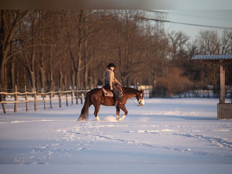 Quarter horse américain Hongre 7 Ans 152 cm Alezan brûlé in Magdeburg
