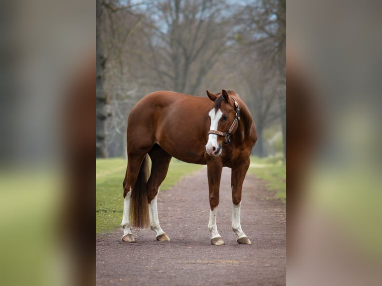 Quarter horse américain Hongre 7 Ans 152 cm Alezan brûlé in Magdeburg