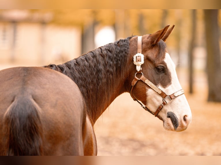 Quarter horse américain Hongre 7 Ans 152 cm Alezan brûlé in Magdeburg