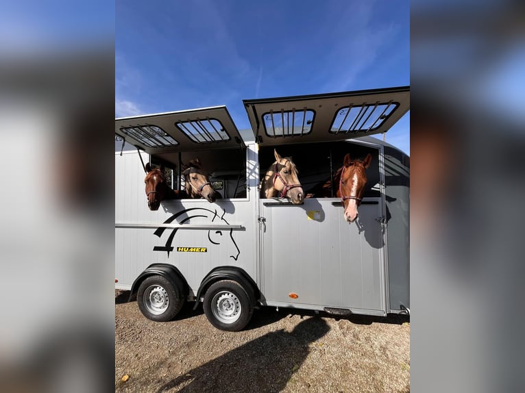 Quarter horse américain Hongre 7 Ans 152 cm Alezan in Neukirchen am Walde