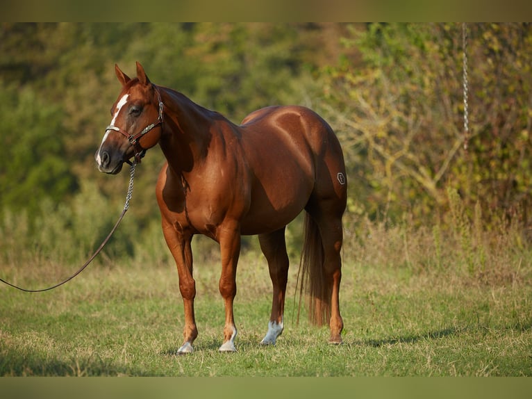 Quarter horse américain Hongre 7 Ans 152 cm Alezan in München