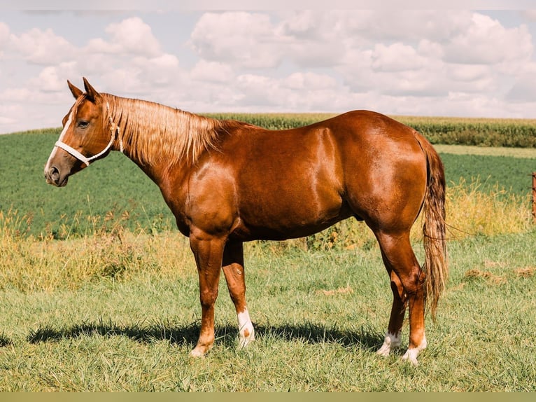 Quarter horse américain Hongre 7 Ans 152 cm Alezan cuivré in Decorah