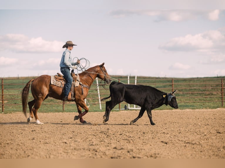 Quarter horse américain Hongre 7 Ans 152 cm Alezan cuivré in Decorah