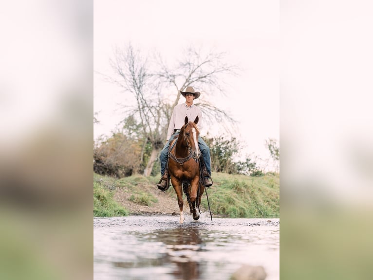 Quarter horse américain Hongre 7 Ans 152 cm Alezan cuivré in Decorah