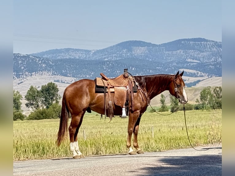 Quarter horse américain Hongre 7 Ans 152 cm Alezan cuivré in Drummond