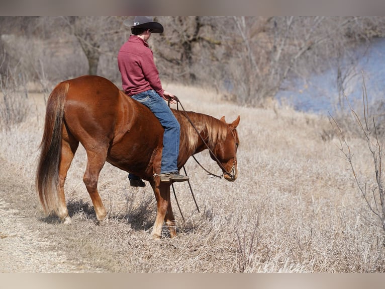 Quarter horse américain Hongre 7 Ans 152 cm Alezan cuivré in Valley Springs