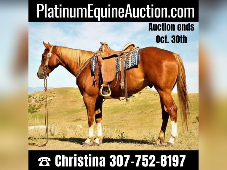 Quarter horse américain Hongre 7 Ans 152 cm Alezan cuivré in Banner, WY