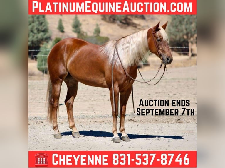 Quarter horse américain Hongre 7 Ans 152 cm Alezan cuivré in Bitterwater CA