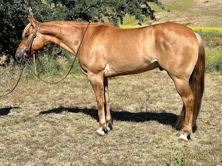 Quarter horse américain Hongre 7 Ans 152 cm Alezan cuivré in Paicines CA