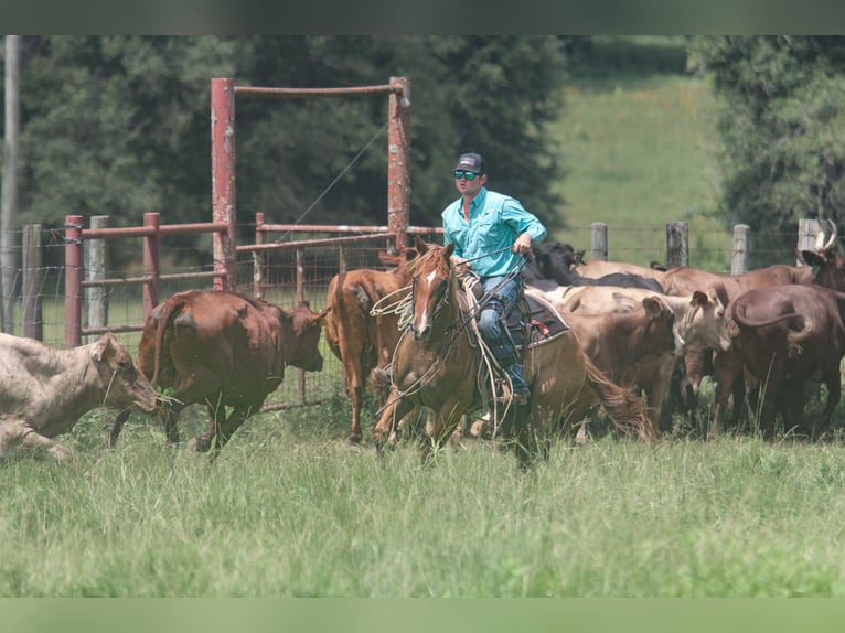 Quarter horse américain Hongre 7 Ans 152 cm Alezan dun in Carthage, TX