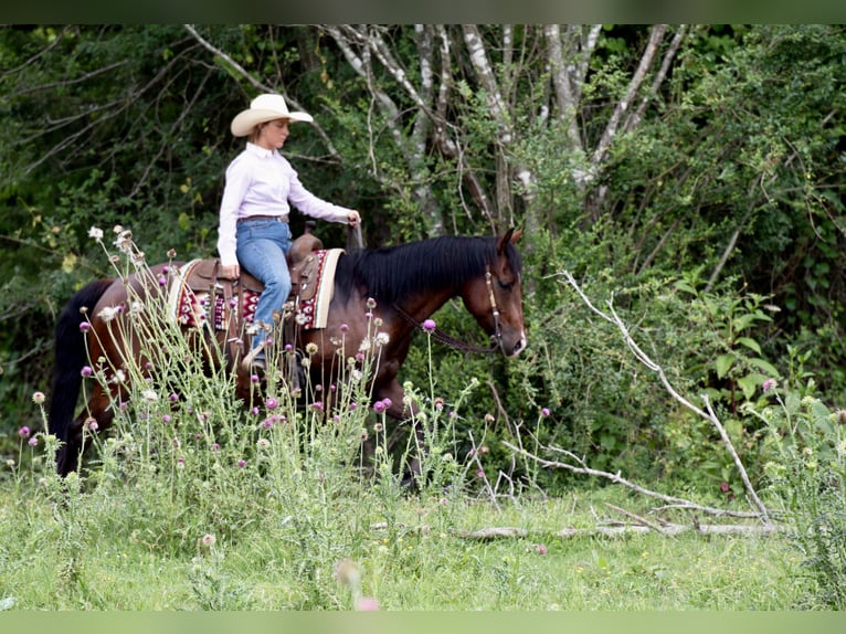 Quarter horse américain Hongre 7 Ans 152 cm Bai cerise in Guy