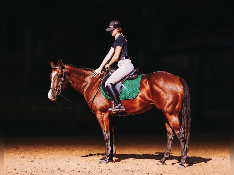 Quarter horse américain Hongre 7 Ans 152 cm Bai cerise in Charlotte