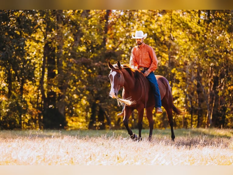 Quarter horse américain Hongre 7 Ans 152 cm Bai cerise in Charlotte