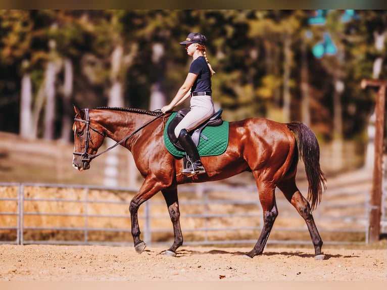 Quarter horse américain Hongre 7 Ans 152 cm Bai cerise in Charlotte