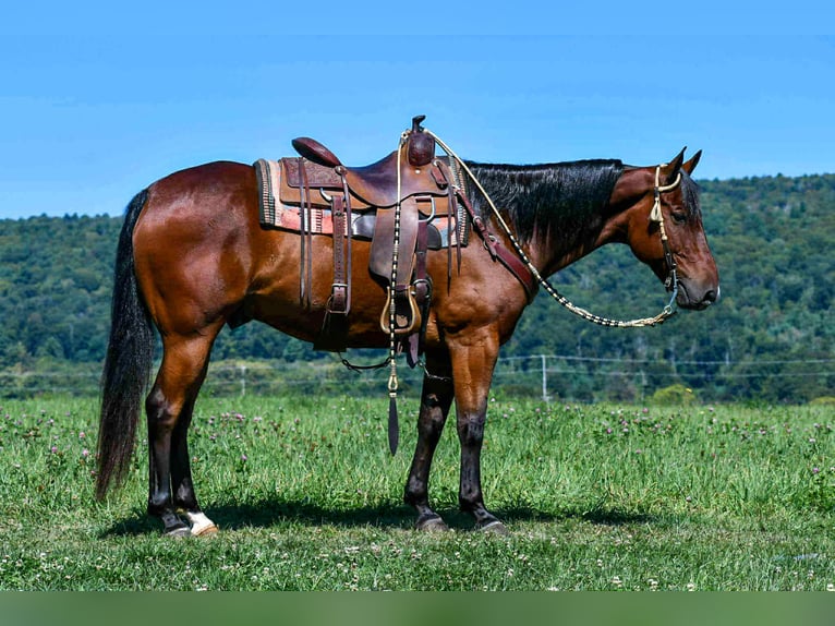 Quarter horse américain Hongre 7 Ans 152 cm Bai cerise in Rebersburg