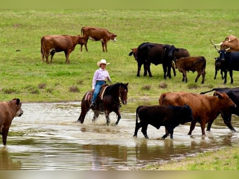 Quarter horse américain Hongre 7 Ans 152 cm Bai cerise in Guy