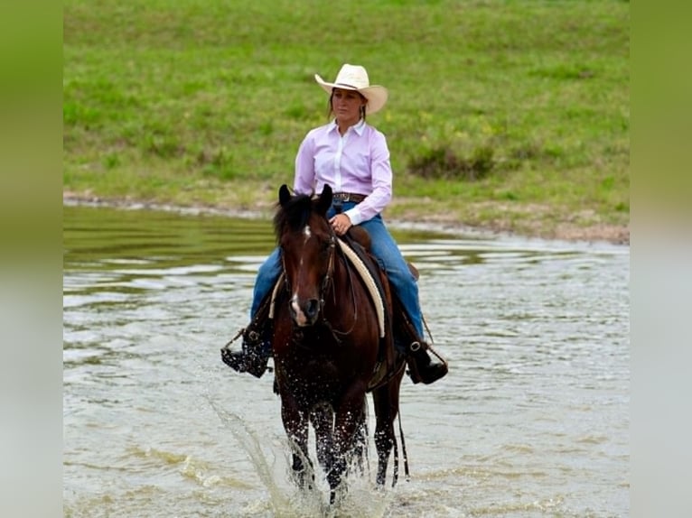 Quarter horse américain Hongre 7 Ans 152 cm Bai cerise in Guy