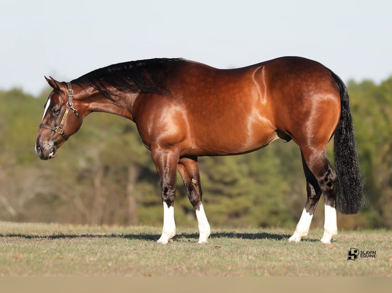 Quarter horse américain Hongre 7 Ans 152 cm Bai cerise in Whitesboro