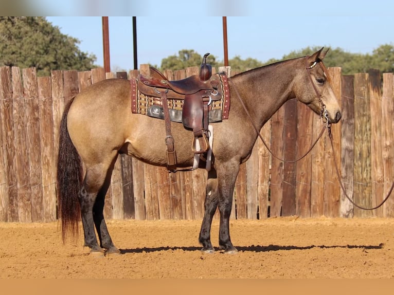 Quarter horse américain Hongre 7 Ans 152 cm Buckskin in Stephenville, TX