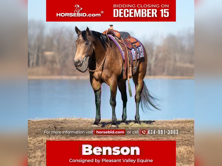 Quarter horse américain Hongre 7 Ans 152 cm Buckskin in Robards