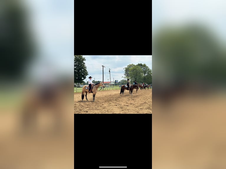 Quarter horse américain Hongre 7 Ans 152 cm Buckskin in Andover