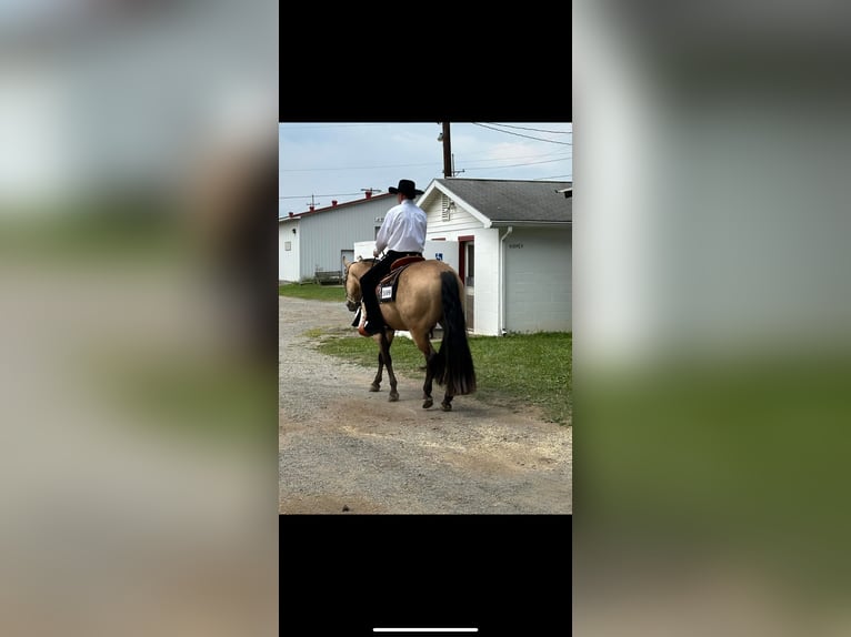 Quarter horse américain Hongre 7 Ans 152 cm Buckskin in Andover