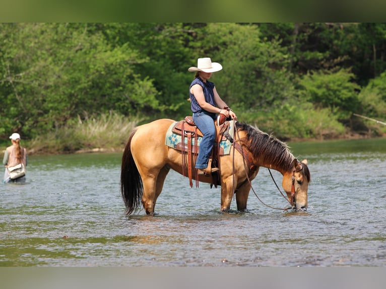 Quarter horse américain Hongre 7 Ans 152 cm Buckskin in Clarion