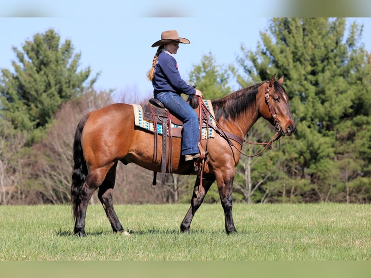 Quarter horse américain Hongre 7 Ans 152 cm Buckskin in Clarion