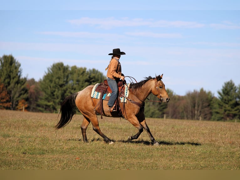 Quarter horse américain Hongre 7 Ans 152 cm Buckskin in Clarion