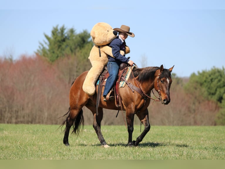 Quarter horse américain Hongre 7 Ans 152 cm Buckskin in Clarion