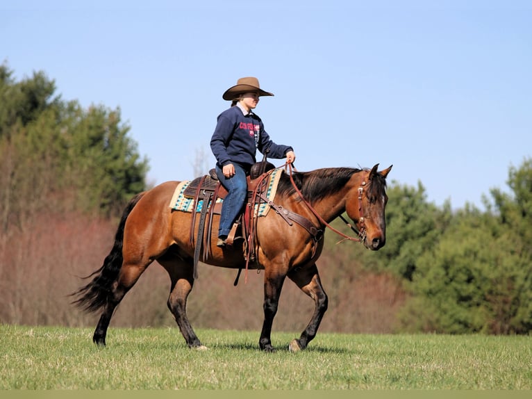 Quarter horse américain Hongre 7 Ans 152 cm Buckskin in Clarion