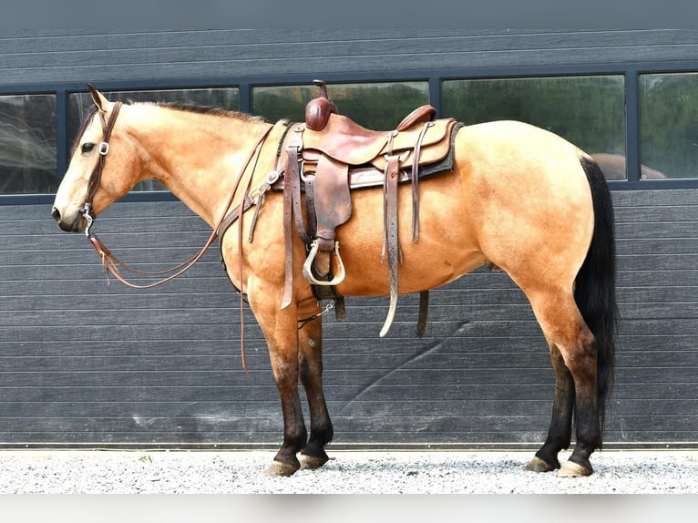 Quarter horse américain Hongre 7 Ans 152 cm Buckskin in Rebersburg, PA
